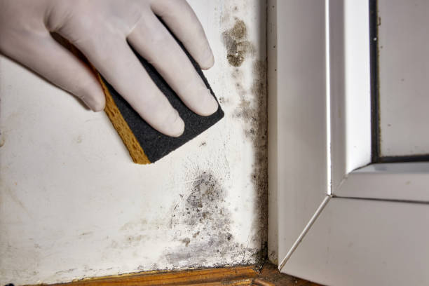 Best Forensic Mold Investigation  in Dublin, TX